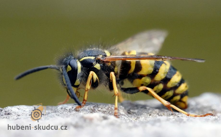 vosa obecná vespula vulgaris